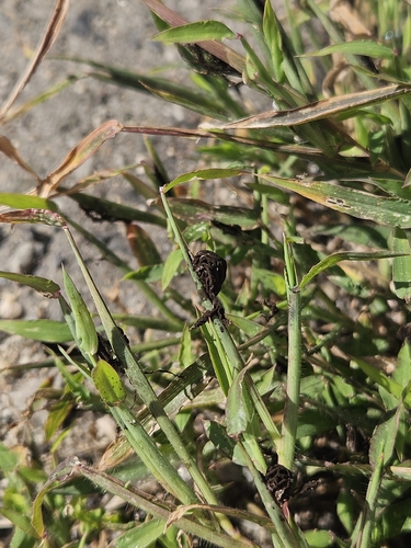 Ustilago syntherismae, 2026-09-29