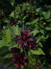 Calycanthus