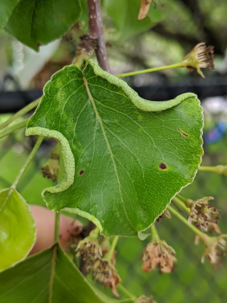 Phyllocoptini