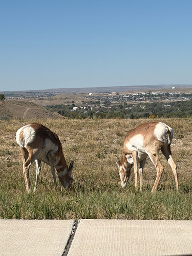 American Pronghorn