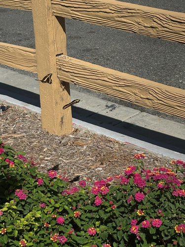 Western Giant Swallowtail