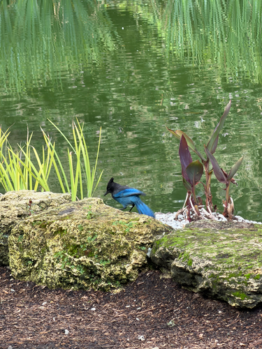 Steller's Jay