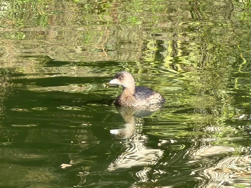 Pied-billed Grebe