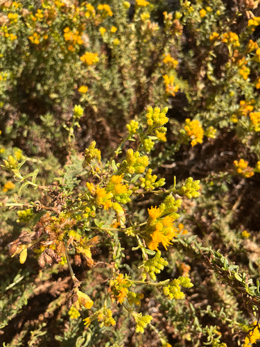 Coastal Goldenbush