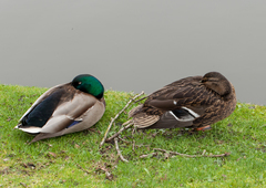 Anas platyrhynchos