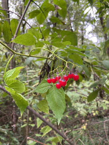 bittersweet nightshade