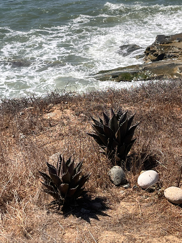 Shaw's Agave