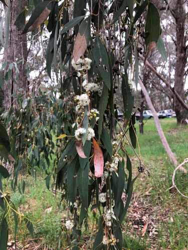 Eucalyptus dives observed 2026-10-01