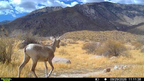 Desert Bighorn Sheep