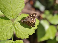 Pararge aegeria tircis