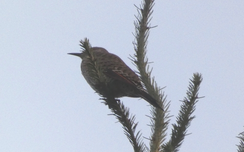 Northern Flicker