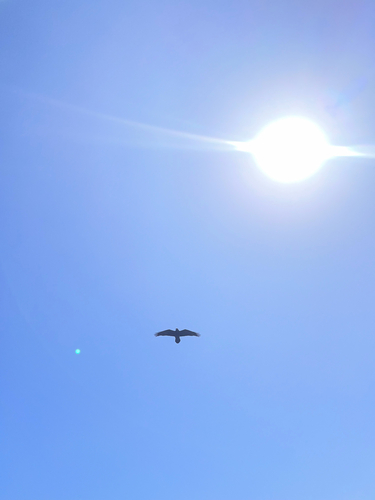 Common Raven