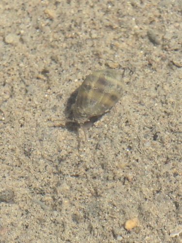 Melampus olivaceus observed 2026-10-01