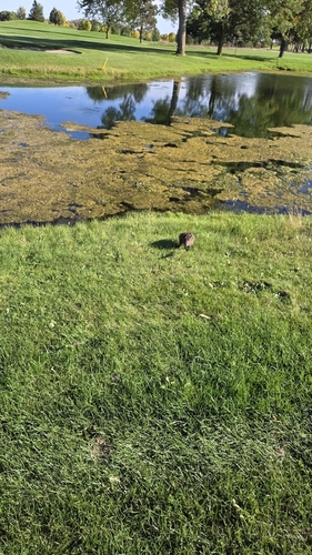 Muskrat