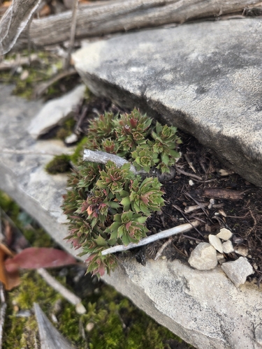 Saxifraga tricuspidata observed 2026-10-01