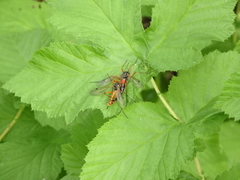 Tanyptera