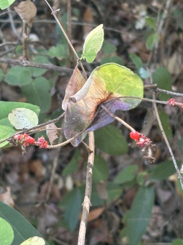 Pink Honeysuckle