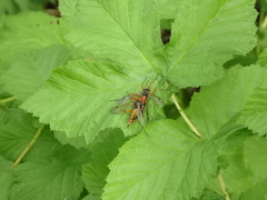 Tanyptera