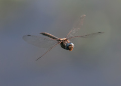 Epitheca petechialis