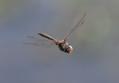 Epitheca petechialis