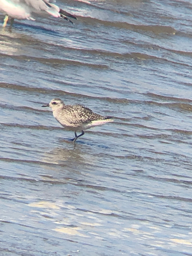 Black-bellied Plover