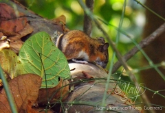 Peromyscus spicilegus