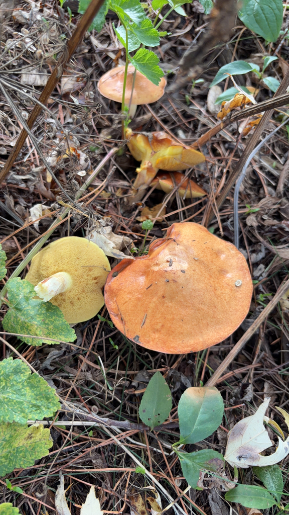 Dotted-stalked Suillus · October 2026 · photo: Photo: no rights reserved · iNaturalist