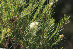 Melaleuca trichostachya