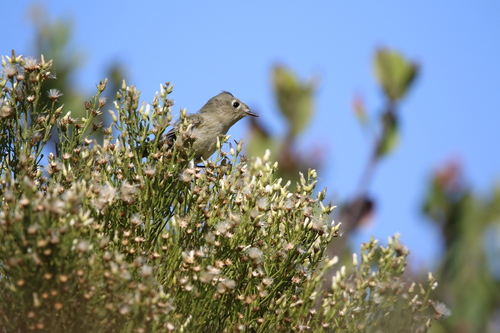 Ruby-crowned Kinglet