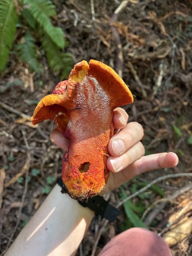 lobster mushroom