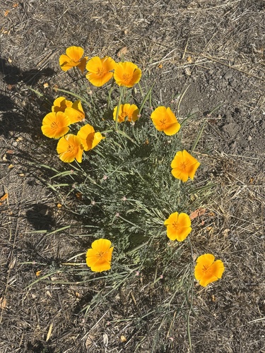 California poppy