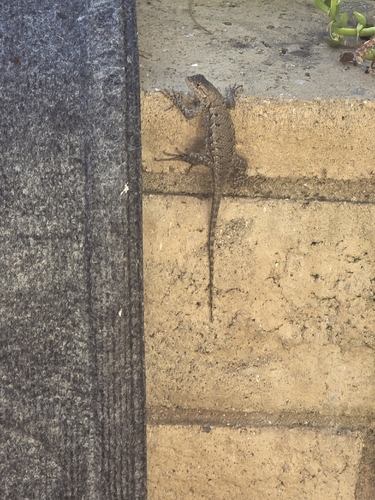 Western Fence Lizard