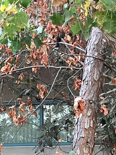 Black Phoebe