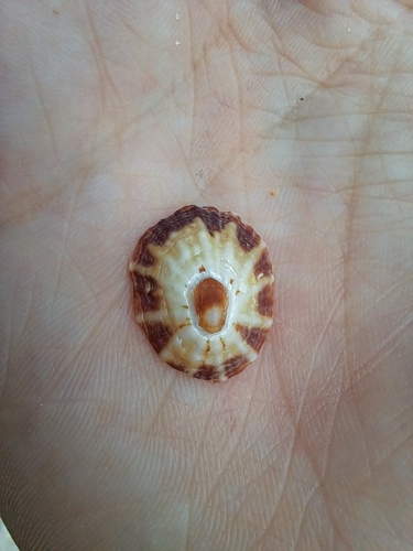 Cellana stellifera observed 2026-10-02
