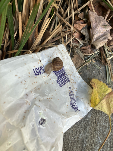 Garden Snail