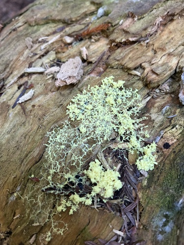 Dog Vomit Slime Mold