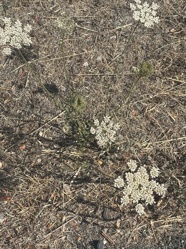 wild carrot