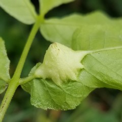 Phylloxera caryaemagna