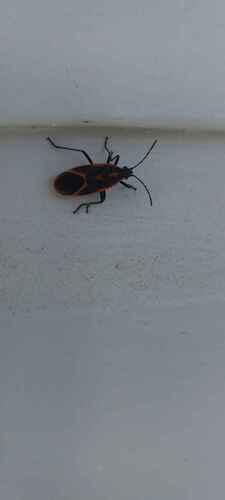 Eastern Boxelder Bug