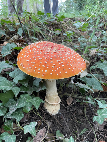 Fly Agaric