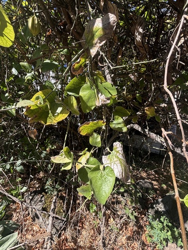 California Dutchman's Pipe