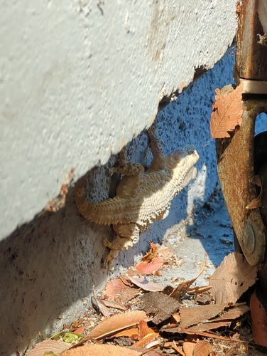 Moorish Gecko