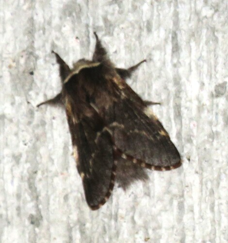 December Moth