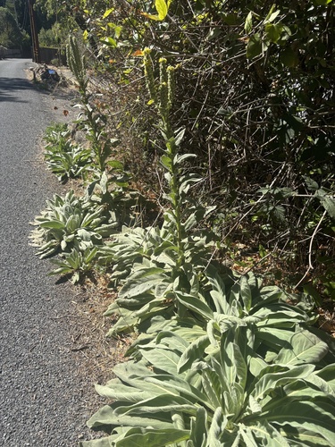 great mullein