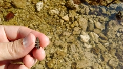 Clibanarius tricolor