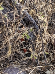 Micruroides euryxanthus