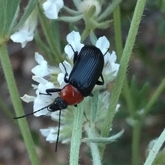 Heliotaurus ruficollis