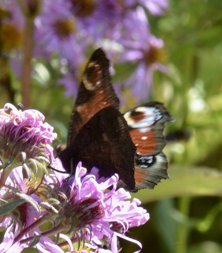 European Peacock Butterfly photo 5