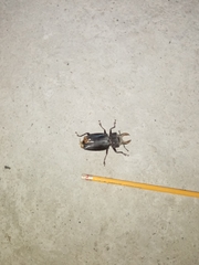 Mallodon chevrolatii