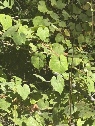 California wild grape